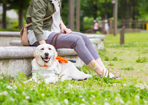 盲導犬育成 活動を応援しています